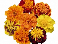 Бархатцы отклоненные (Super Hero)