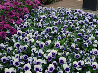 Виола рогатая