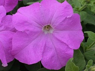 Петуния крупноцветковая (Prism F1)