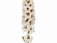 Дельфиниум высокий (генетически компактный) (Delphina)