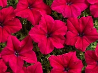Петуния крупноцветковая (Mistral F1)