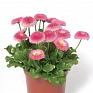 Маргаритка многолетняя (Bellis perennis)