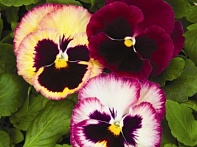 Виола Виттрока