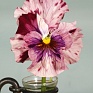 Виола Виттрока бахромчатая (Viola wittrockiana)