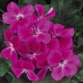 Пеларгония плющелистная (Pelargonium peltatum)