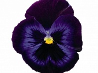 Виола виттрока