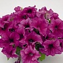 Петуния крупноцветковая (Petunia grandiflora)