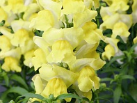 Львиный зев (Антирринум) большой (Arrow F1)