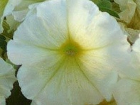 Петуния многоцветковая (Mirage F1)