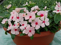 Катарантус розовый ампельный (Solar Avalanche F1)