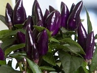 Перец летний (Salsa XP)