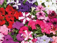 Петуния крупноцветковая (Tritunia F1)