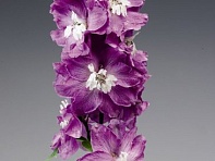 Дельфиниум высокий (Excalibur)