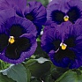 Виола Виттрока (Viola wittrockiana)