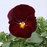 Виола Виттрока (Viola wittrockiana)