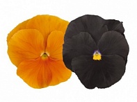 Виола виттрока