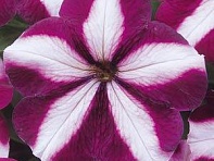 Петуния многоцветковая (Mirage F1)