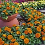Календула лекарственная (Calendula officinalis)