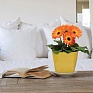 Гербера Джеймсона (Gerbera jemesonii)
