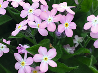 Незабудка лесная (Bellamy)