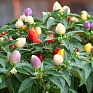 Перец летний (Capsicum annuum)
