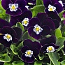 Виола рогатая (Viola cornuta)
