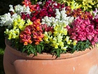 Львиный зев (Антирринум) большой (Crackle & Pop F1)