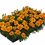 Бархатцы отклоненные (Tagetes patula)