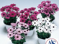 Остеоспермум Эклона