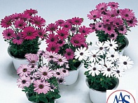 Остеоспермум Эклона (Passion)