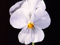 Виола рогатая (Lolita F1)