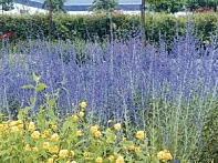 Перовския лебедолистная