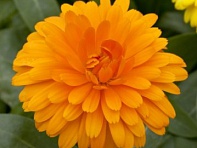 Календула лекарственная (Costa)