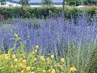 Перовския лебедолистная ()