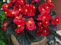 Бегония вечноцветущая (бронзовая листва) (Bada Boom F1)