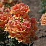 Львиный зев (Антирринум) махровый (Antirrhinum majus)