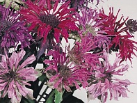 Монарда двойчатая (Panorama)