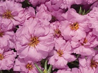 Портулак крупноцветковый (Stopwatch F1)