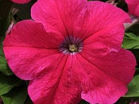 Петуния крупноцветковая (генетически компактная) (Ez Rider F1)