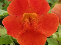 Губастик гибридный (Maximus F1)