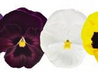 Виола виттрока