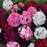 Гвоздика турецкая (Dianthus barbatus)