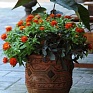 Цинния мариландская (Zinnia marylandica)