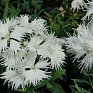 Гвоздика гибридная (Dianthus interspecific)