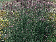 Вербена буэнос-арейская (Finesse)