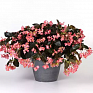 Бегония гибридная ампельная (бронзовая листва) (Begonia hybrida)