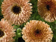 Календула лекарственная (Touch of Red)