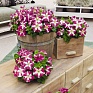 Петуния крупноцветковая (генетически компактная) (Petunia grandiflora)