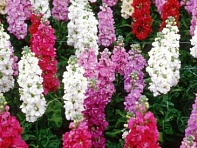 Левкой седой (Column) Левкой седой (Column)