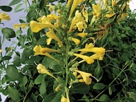 Многоколосник гибридный (Arizona)